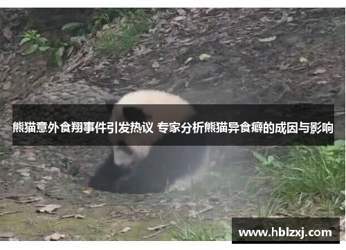 熊猫意外食翔事件引发热议 专家分析熊猫异食癖的成因与影响